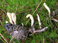 Clavariadelphus ligula image