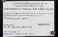 Clavulinopsis amoena image