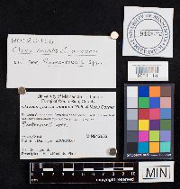 Media resource of Clavulinopsis amoena