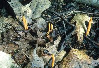 Clavulinopsis aurantiocinnabarina image