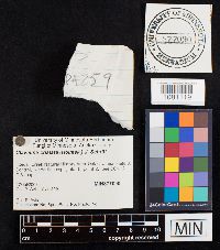 Clavulina coralloides image