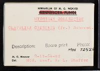 Clavulina coralloides image