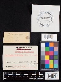 Clavulina coralloides image