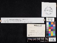 Clavulina coralloides image