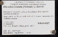 Clavulina coralloides image