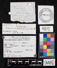 Clavulina coralloides image