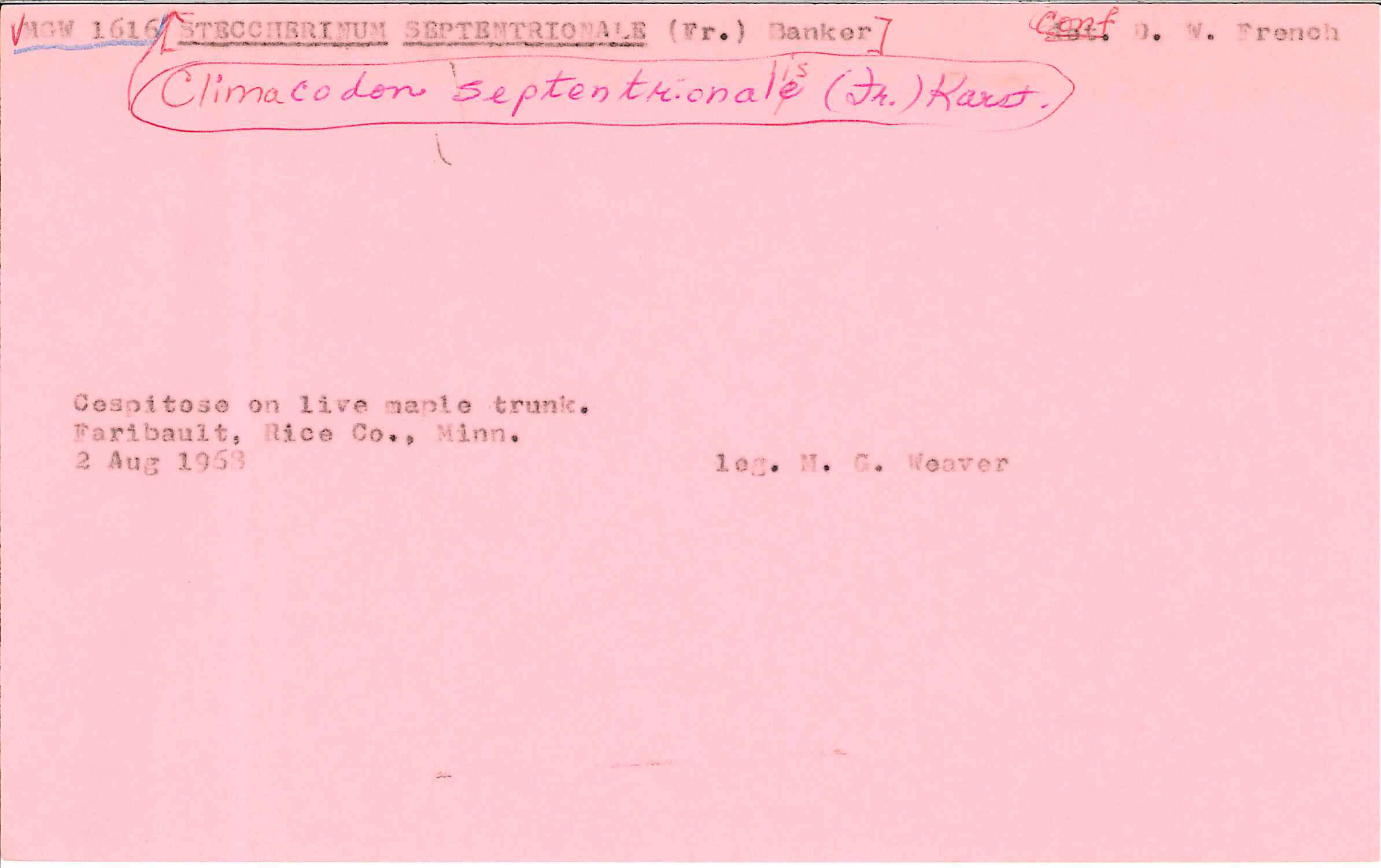 Climacodon septentrionalis image