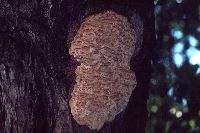 Climacodon septentrionalis image