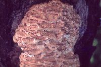 Climacodon septentrionalis image