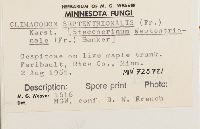 Climacodon septentrionalis image