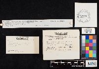 Climacodon septentrionalis image