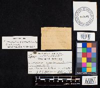 Climacodon septentrionalis image