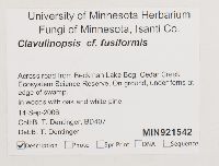 Clavulinopsis fusiformis image