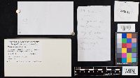 thumbnail image of current specimen