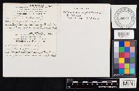 Climacodon septentrionalis image