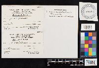 Climacodon septentrionalis image