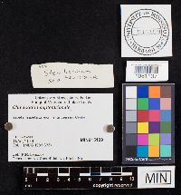 Climacodon septentrionalis image