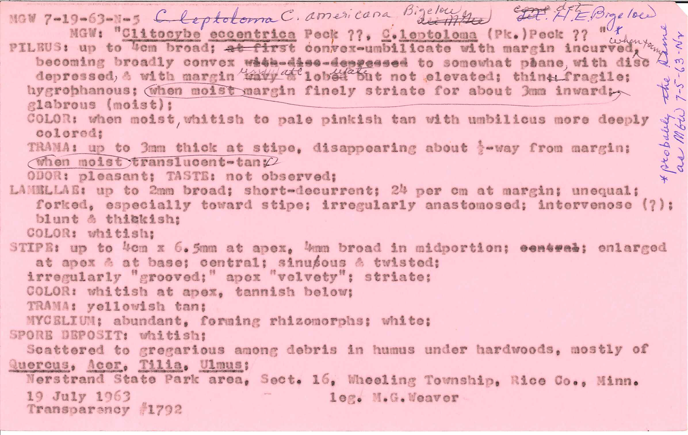 Clitocybe americana image