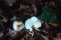 Clitocybe americana image