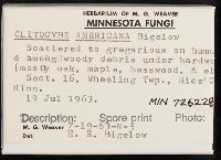 Clitocybe americana image