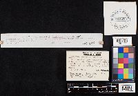 Clitocybe americana image