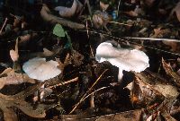 Clitocybe americana image