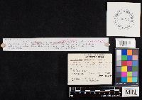 Clitocybe americana image