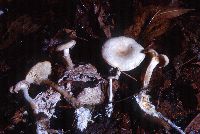 Clitocybe americana image