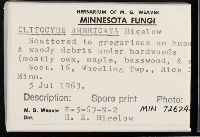 Clitocybe americana image