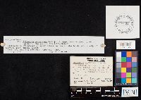 Clitocybe americana image