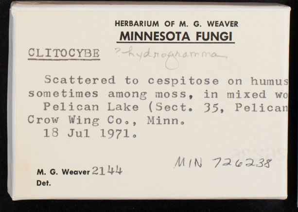 Clitocybe hydrogramma image