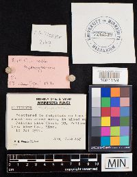 Clitocybe hydrogramma image