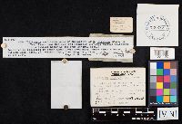 Clitocybe diatreta image