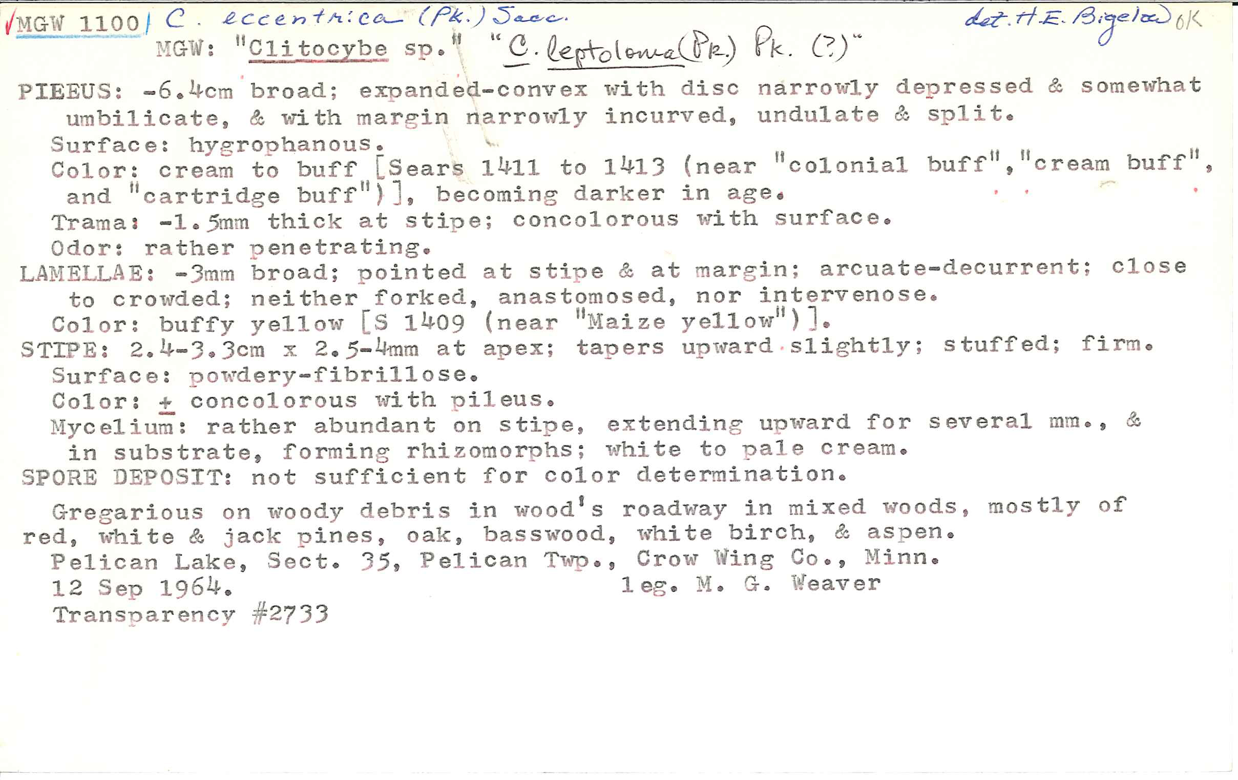 Clitocybe eccentrica image