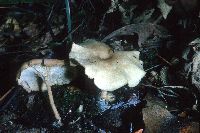 Clitocybe eccentrica image