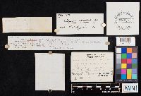 Clitocybe eccentrica image