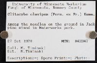 Ampulloclitocybe clavipes image