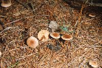 Clitocybe diatreta image
