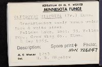 Clitocybe diatreta image