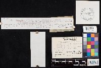 Clitocybe diatreta image