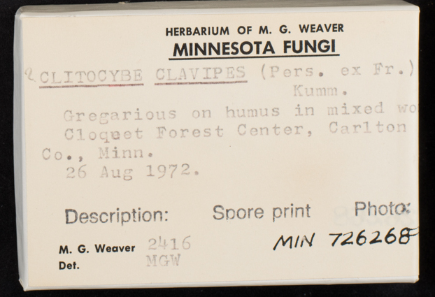 Ampulloclitocybe clavipes image