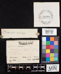 Ampulloclitocybe clavipes image