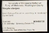 Ampulloclitocybe clavipes image