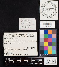 Ampulloclitocybe clavipes image