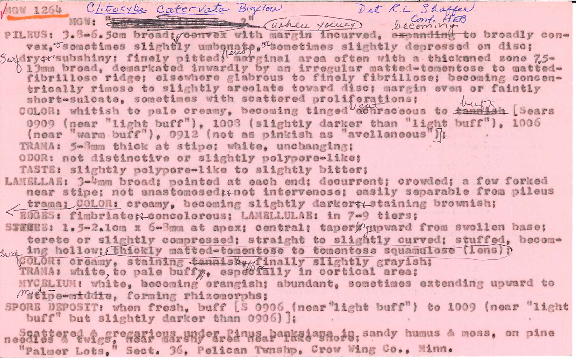 Clitocybe catervata image