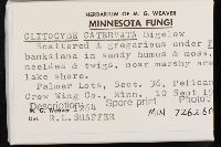 Clitocybe catervata image