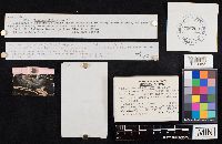 Clitocybe catervata image