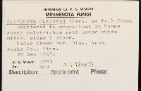 Ampulloclitocybe clavipes image