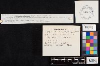 Ampulloclitocybe clavipes image