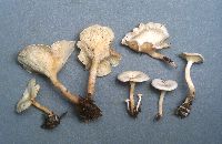 Clitocybe candicans image